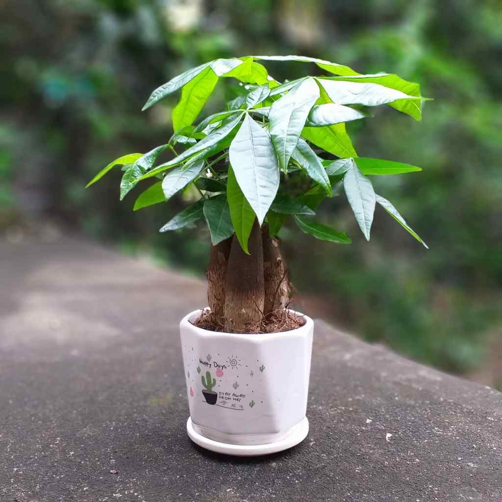 Cây kim ngân để bàn phòng khách