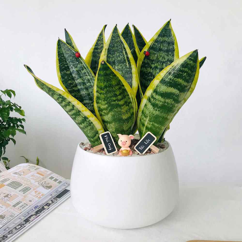 Cây lưỡi hổ không cần chăm sóc cầu kỳ