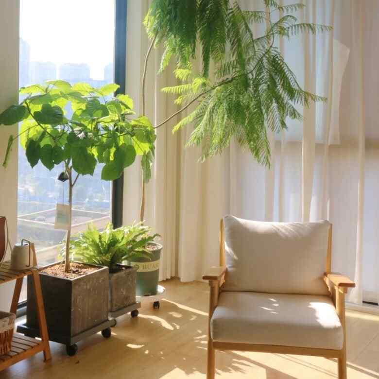 Bầu không khí phòng khách trong lành với cây xanh