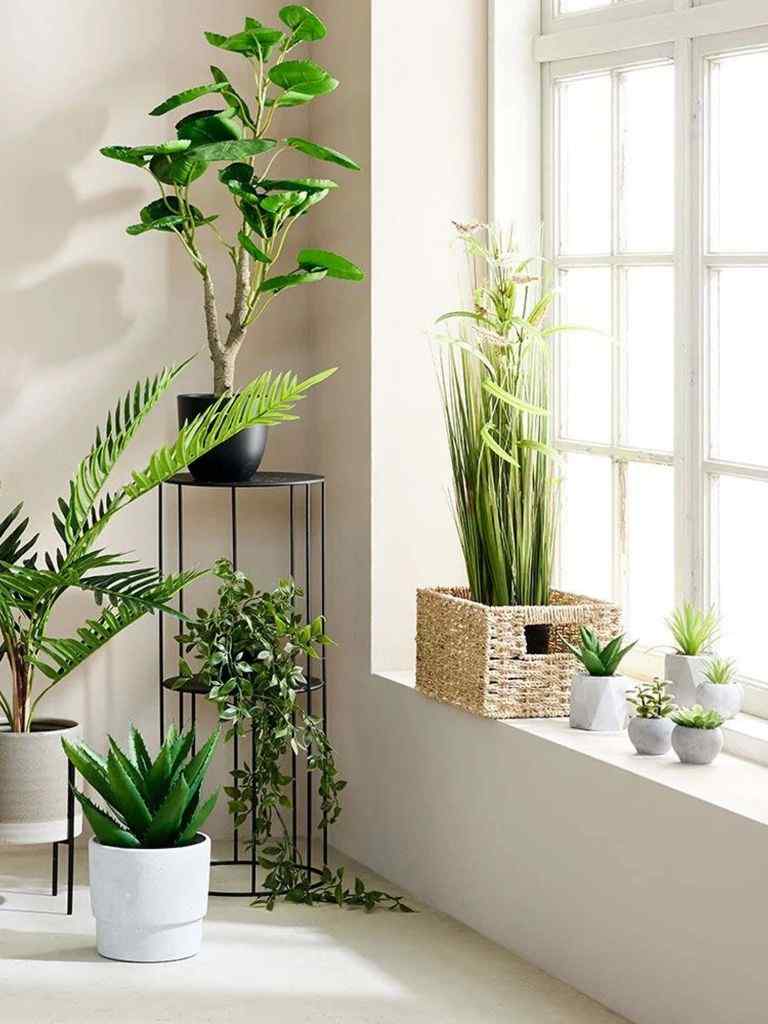 Top 10+ loại cây để phòng khách thu hút tài lộc, may mắn