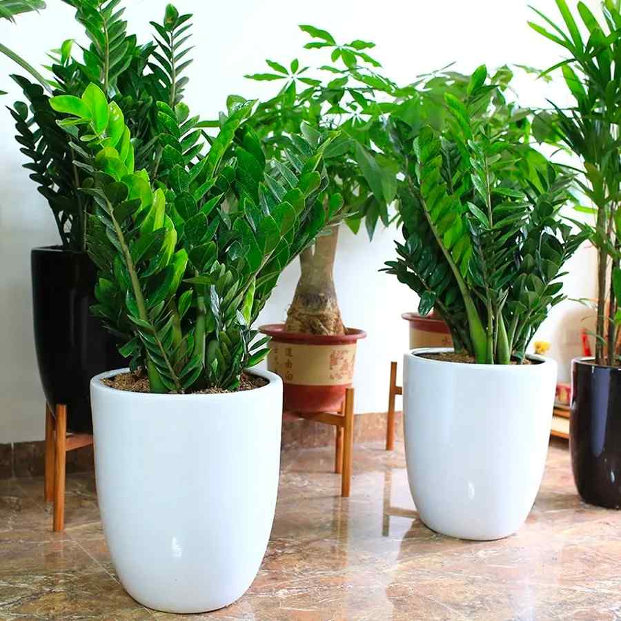 Cây kim tiền nở hoa báo hiệu tài lộc cho gia chủ.