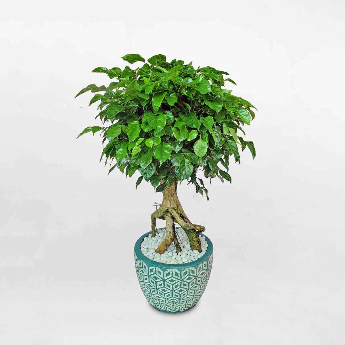 1 chậu cây hạnh phúc được bài trí khéo léo ở góc phòng