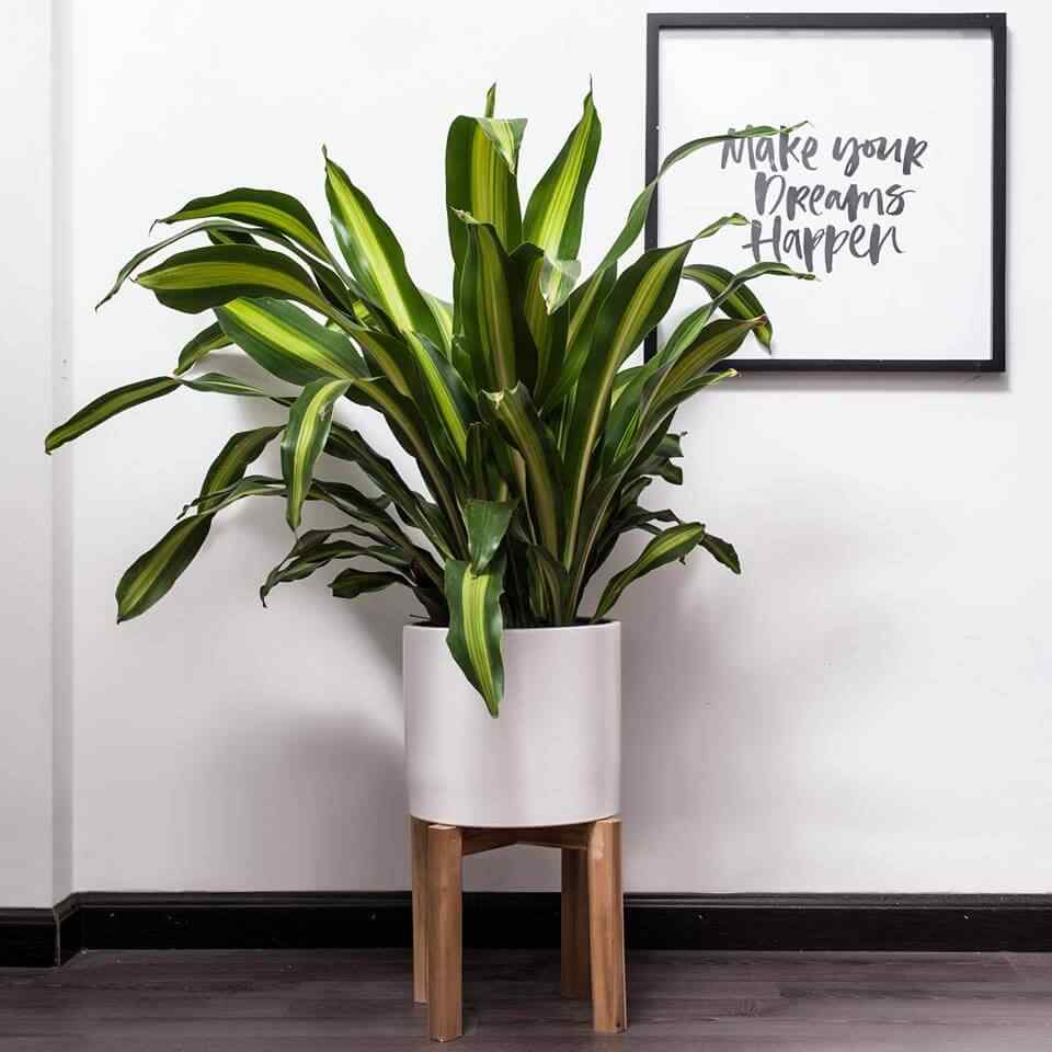 Bài trí thiết mộc lan trên bàn cũng rất đẹp