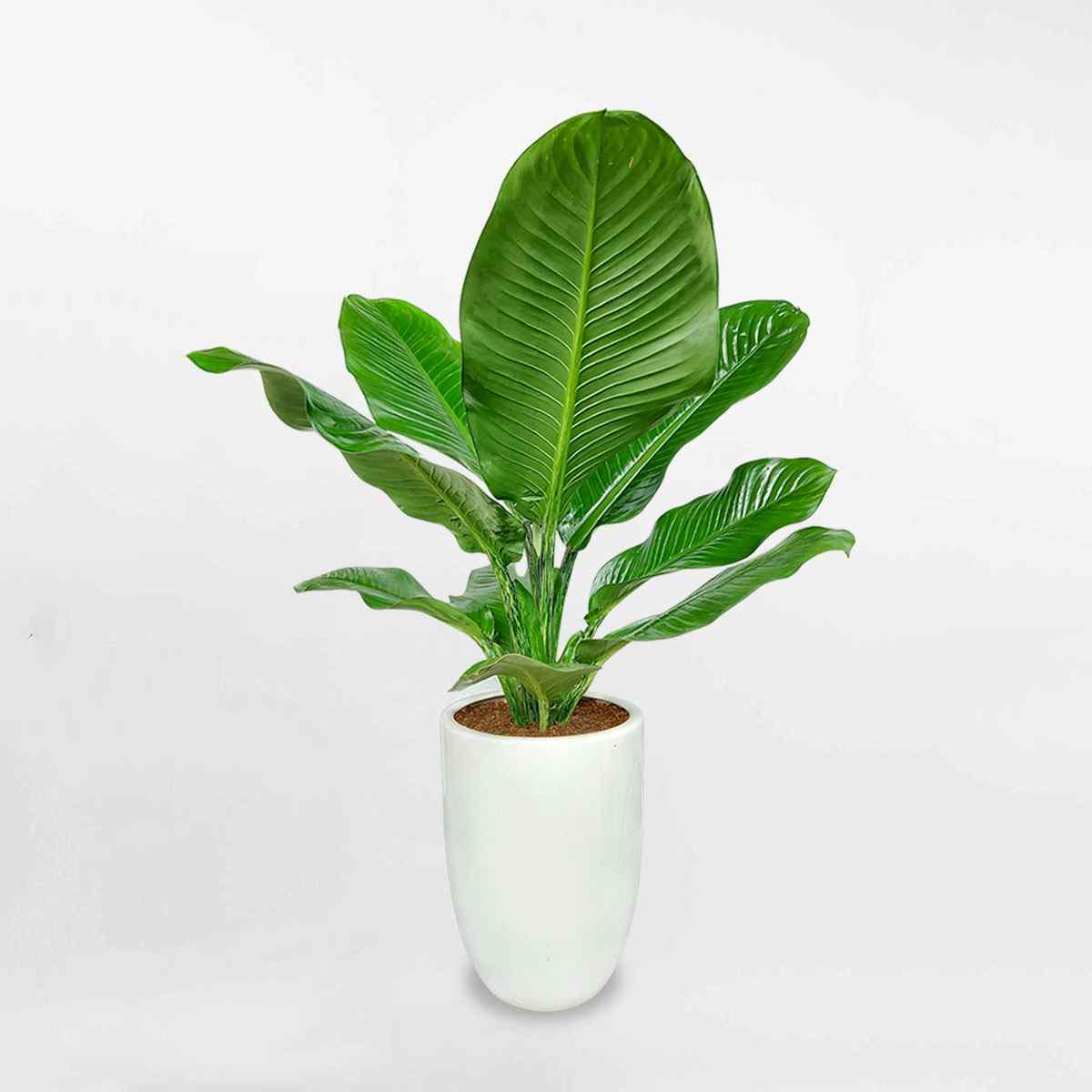 Phong khách tươi mát hơn với chậu đại gia phú xinh xắn