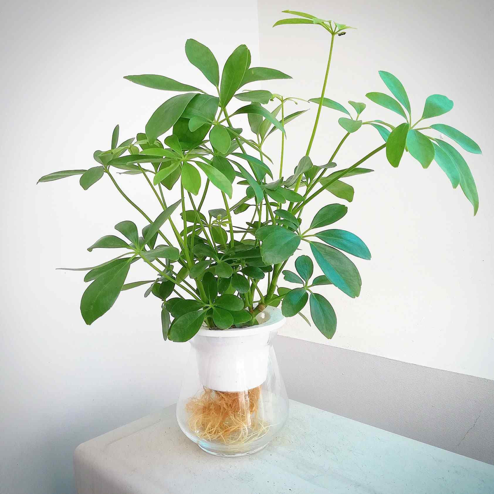 Cây ngũ gia bì đặt trong phòng khách giúp mang lại tài lộc cho gia chủ