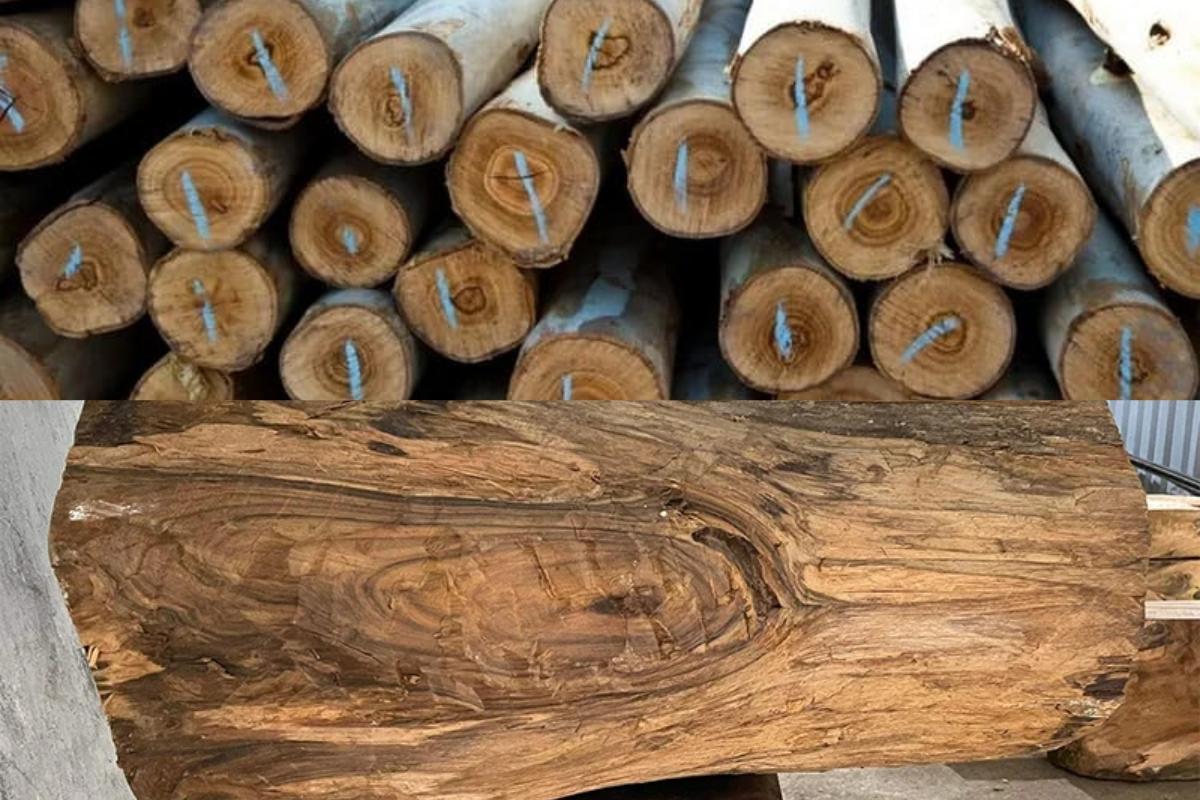 Thớ gỗ mỏng, với giác gỗ dày là đặc trưng của gỗ Bách Xanh (Nguồn: sưu tầm)