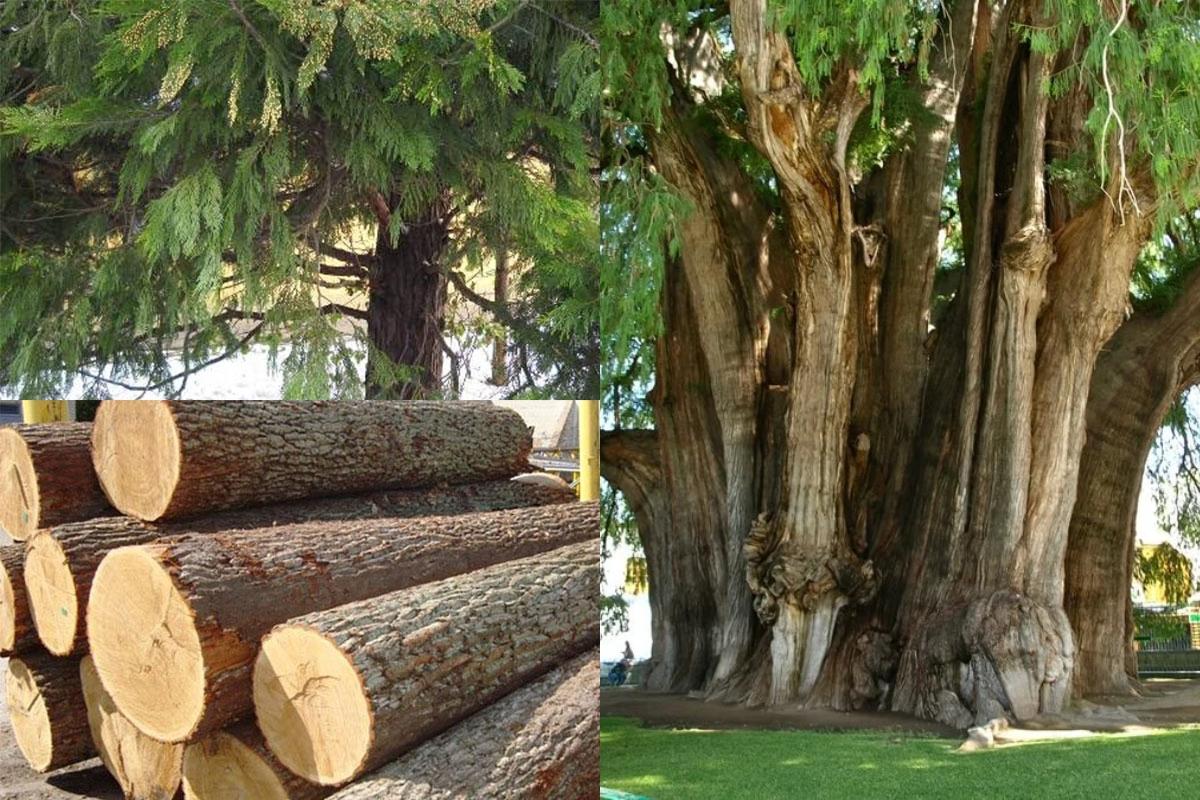 Lá gỗ có hình kim ấn tượng với phần lõi màu vàng đặc trưng (Nguồn: sưu tầm)