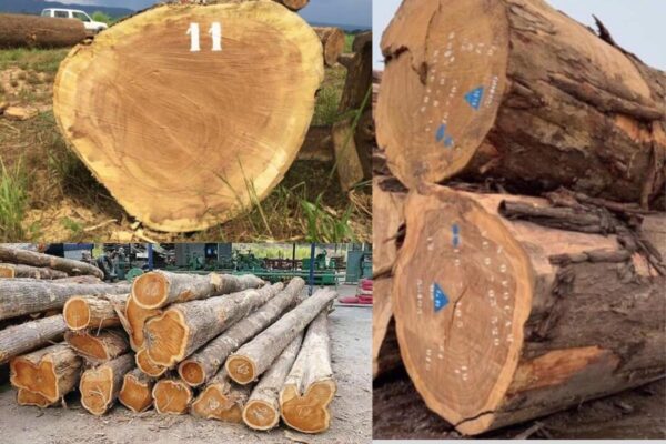 Gỗ hương xám là gỗ gì? Giá bao nhiêu 1 khối?