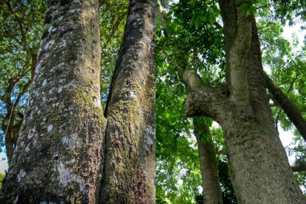 Cây gỗ hương xám với thân cây thẳng và vỏ nâu xám (Nguồn: sưu tầm)