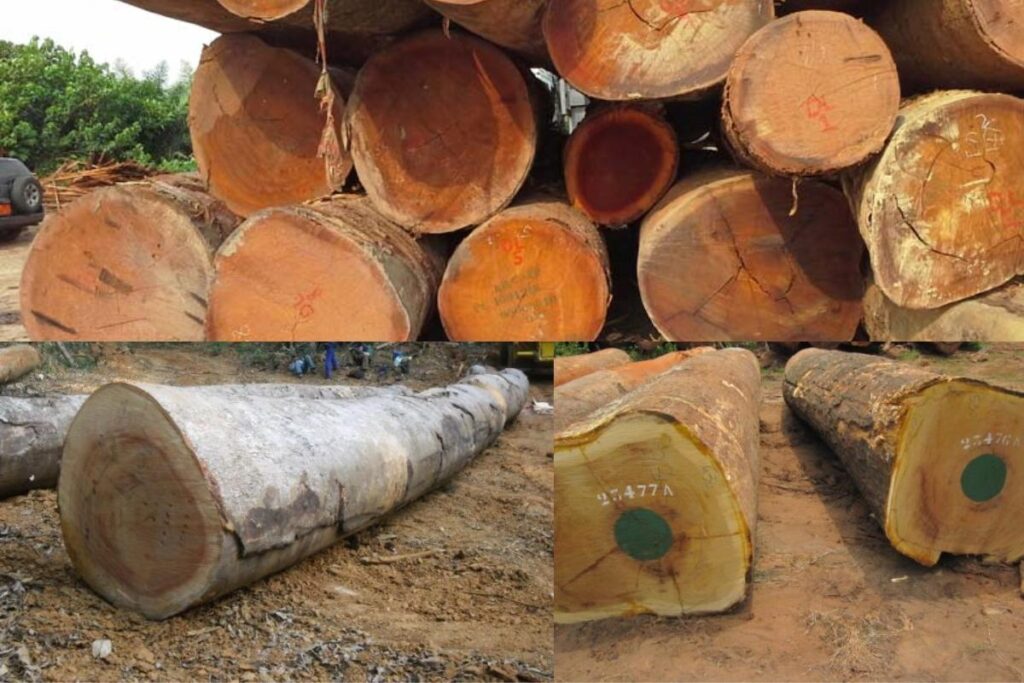 Kết cấu gỗ vững chắc, giúp việc gia công dễ dàng mà không gây nứt nẻ (Nguồn: sưu tầm)