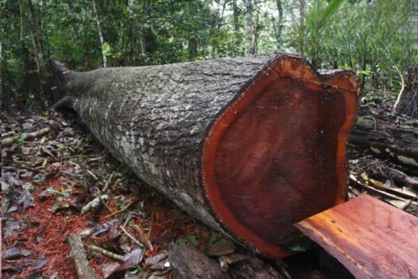 Gỗ lim: Đặc điểm, báo giá và ứng dụng của gỗ lim