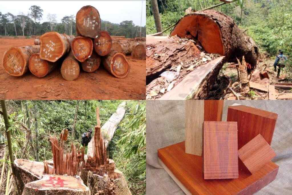 Gỗ lim có màu đỏ nâu đẹp mắt, vân gỗ sắc nét (Nguồn: sưu tầm)