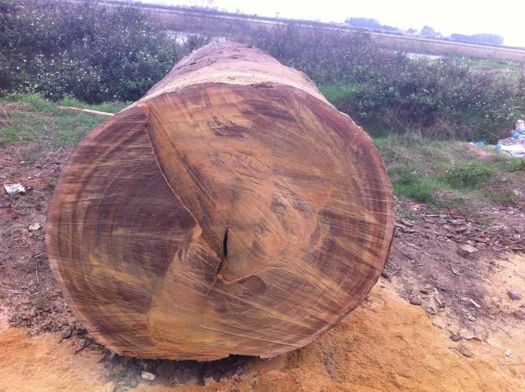 Phần dác gỗ mỏng và vân gỗ sắc nét là đặc trưng của gỗ Lim Nam Phi