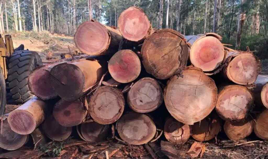 Gỗ lim chuyển sang màu xám khi trưởng thành tạo vẻ đẹp độc đáo (Nguồn: sưu tầm)