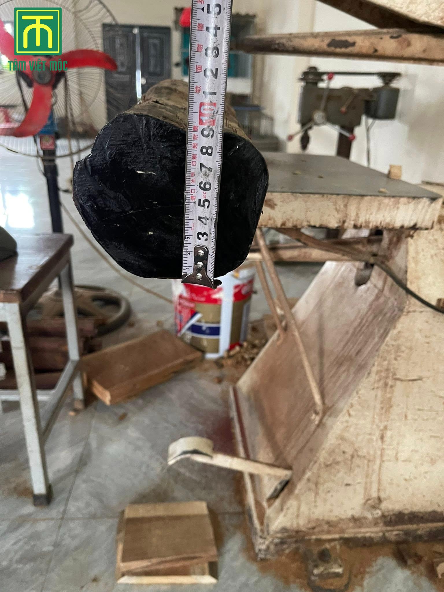 Gỗ mun sừng có độ cứng cao, chắc chắn và giá trị kinh tế cao