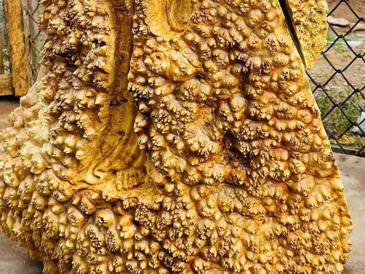 Sự khan hiếm của gỗ nu khiến nó trở nên vô cùng quý hiếm (Nguồn: Sưu tầm)