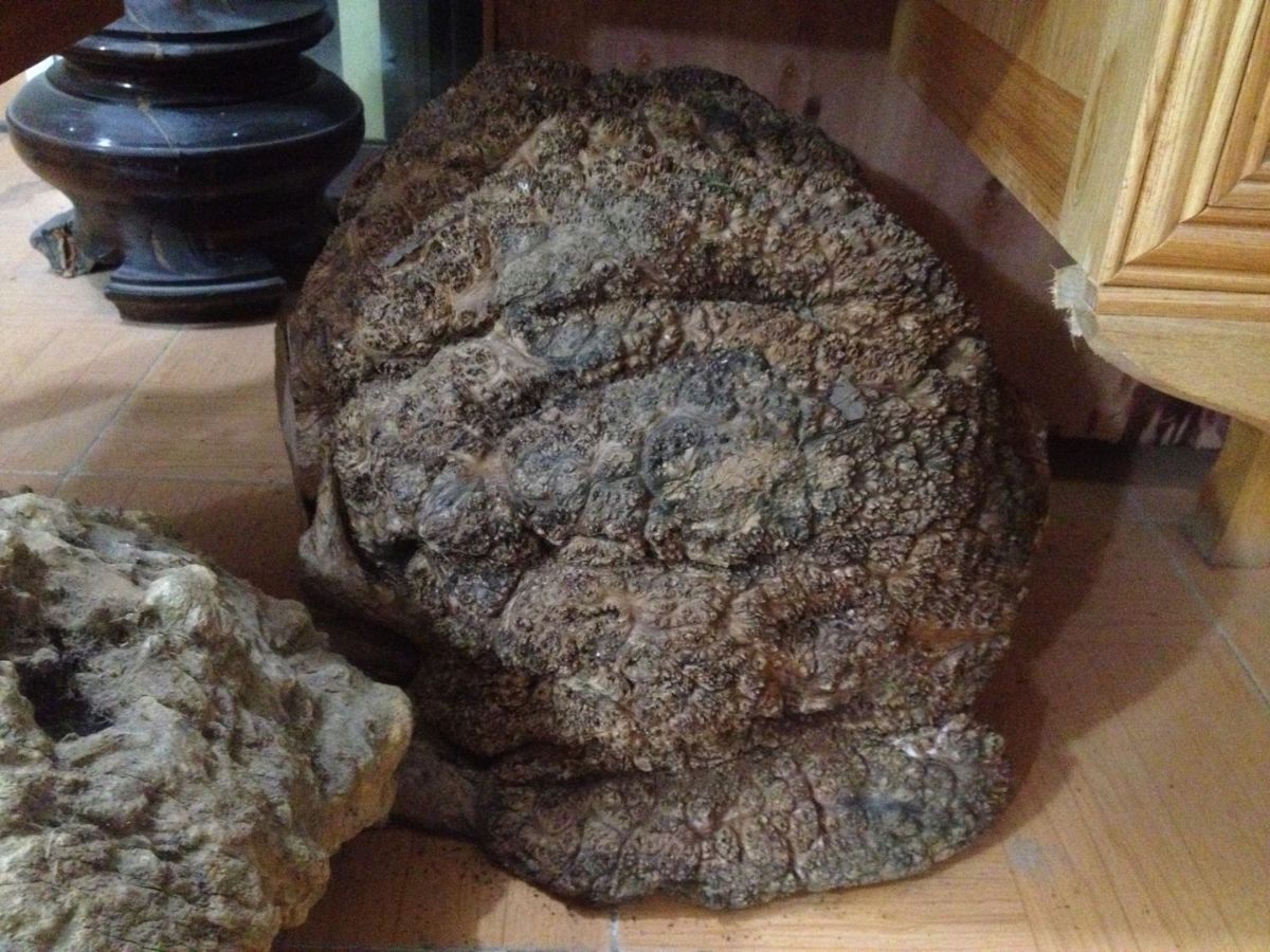 Gỗ nu mang lại giá trị cao trong chế tác đồ thủ công mỹ nghệ (Nguồn: Sưu tầm)