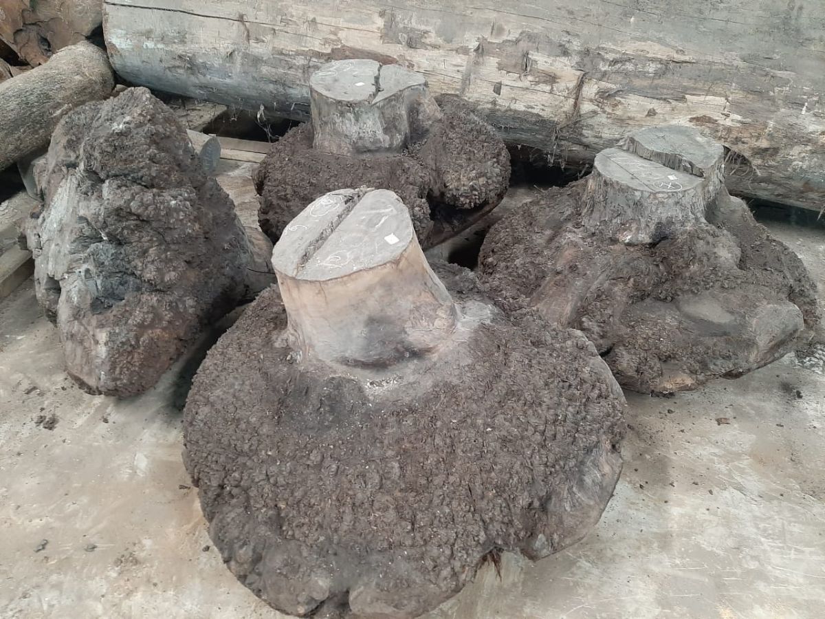 Gỗ nu thật có độ cứng cao và chắc chắn (Nguồn: Sưu tầm)