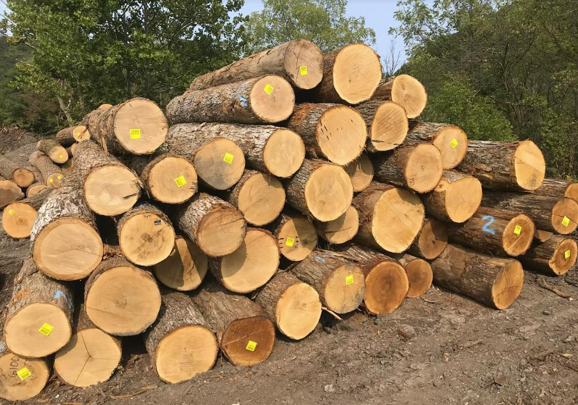 Gỗ Sồi (Gỗ Oak) là gì? Ưu nhược điểm và báo giá mới nhất