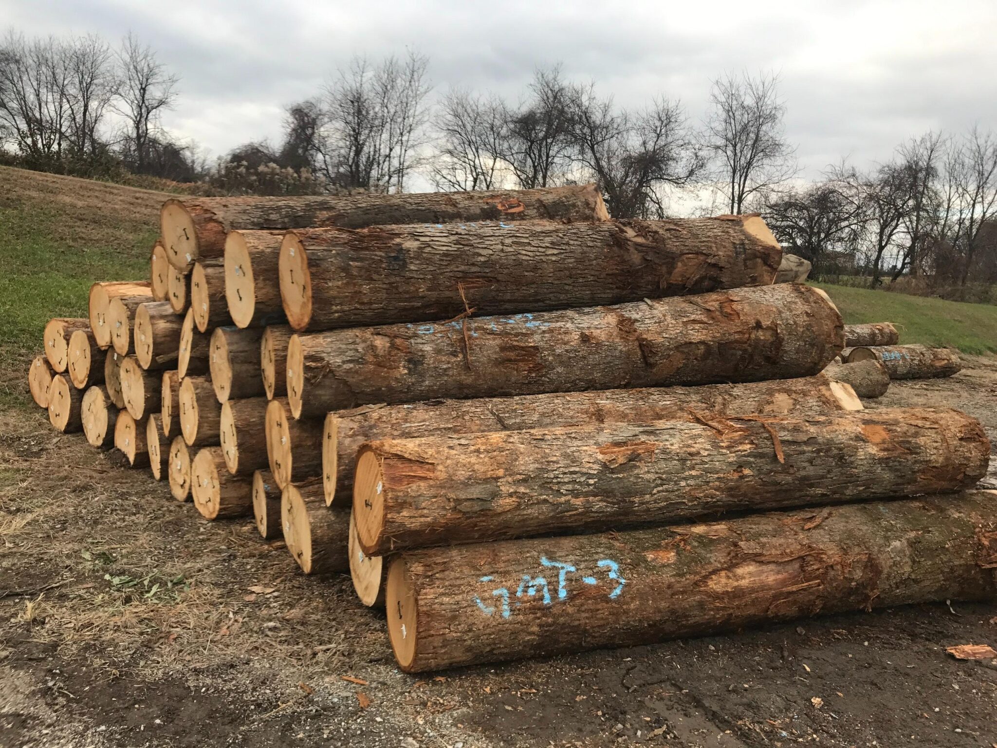 Gỗ sồi được trồng chủ yếu ở khu vực có khí hậu ôn đới nên đảm bảo độ chắc và chịu lực tốt (Nguồn: sưu tầm)