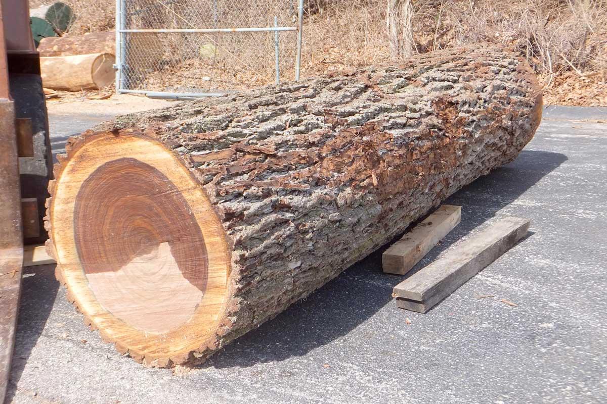 Gỗ sồi trắng (white oak) với dác gỗ dày và lõi có màu đậm hơn (Nguồn: sưu tầm)
