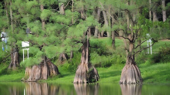 Gỗ thủy tùng là gì? Giá bao nhiêu 1 khối? Đặc điểm và ứng dụng