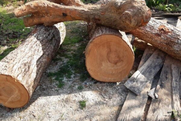 Gỗ xá xị: tìm hiểu loại gỗ quý và ứng dụng trong đời sống