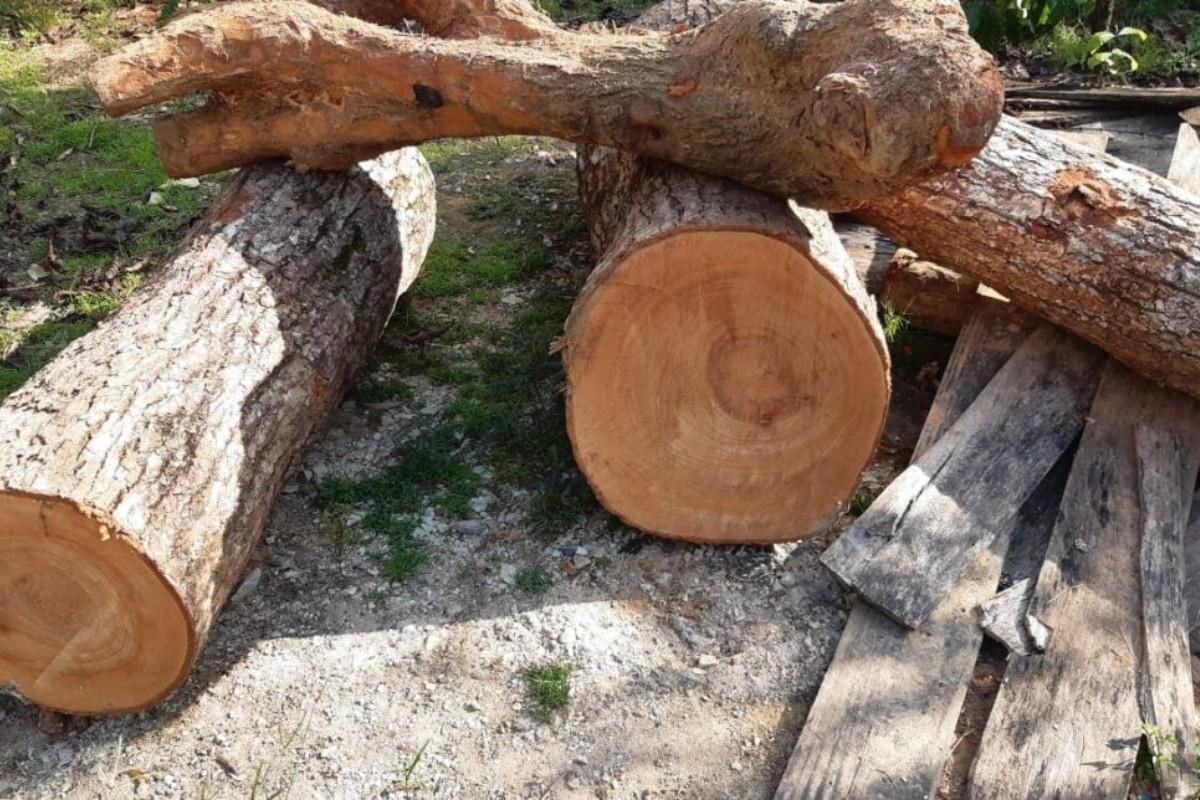 Gỗ xá xị: tìm hiểu loại gỗ quý và ứng dụng trong đời sống