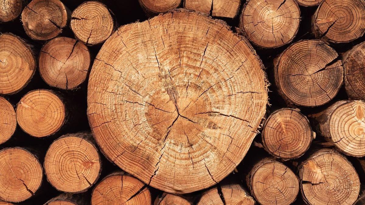 Gỗ xá xị với lõi có tông màu đậm hơn dác gỗ (Nguồn: sưu tầm)