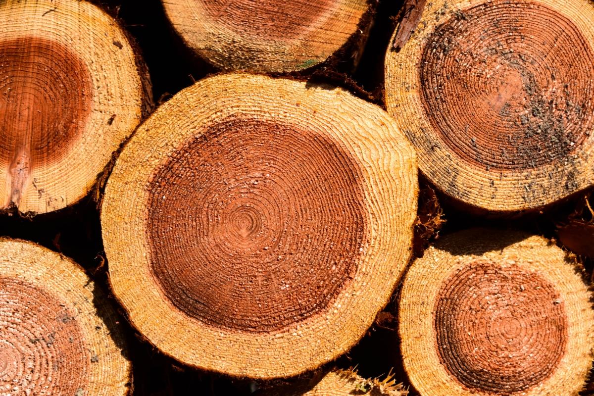 Mùi Gỗ Ngọc Am không có độc (Nguồn: sưu tầm)