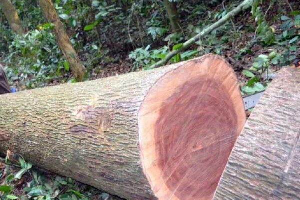 Gỗ xoan đào là gì? Ứng dụng của gỗ xoan đào trong đời sống