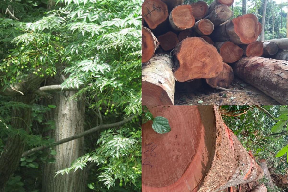 Cây gỗ xoan đào với lõi bên trong có màu hồng đỏ (Nguồn: sưu tầm)