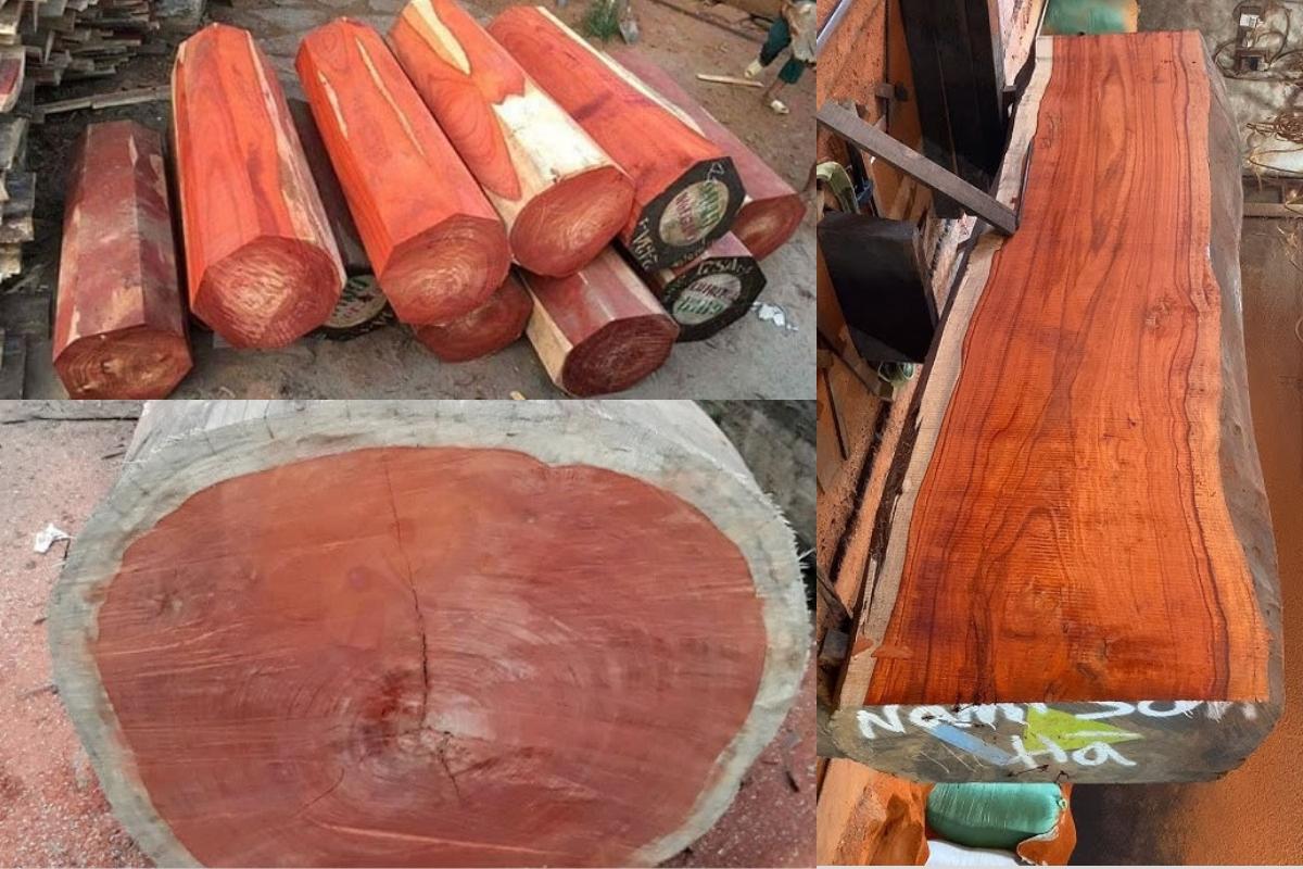 Gỗ xoan đào với các mặt cắt ngang và dọc (Nguồn: sưu tầm)