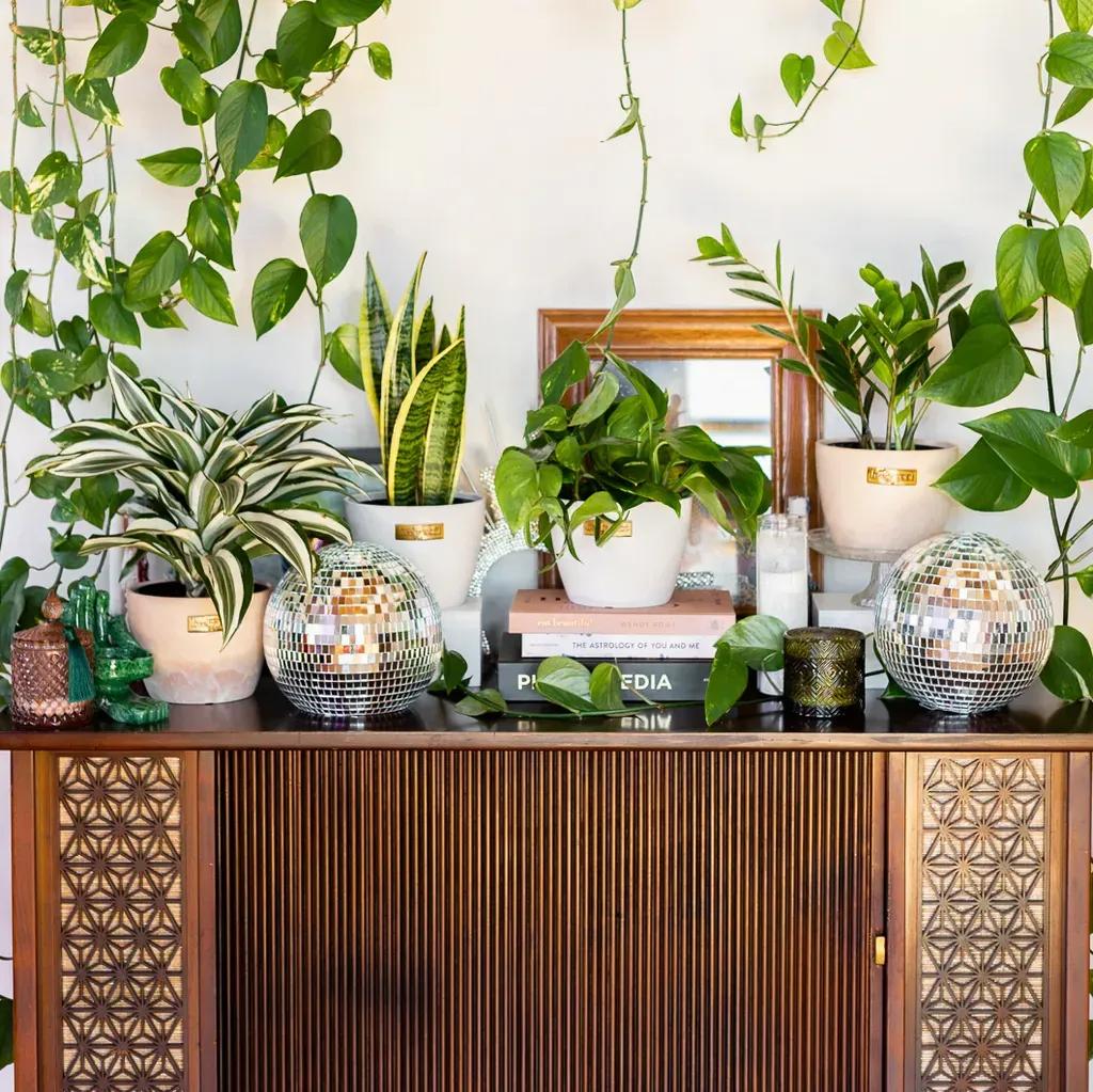 Cây cảnh hợp mệnh gia chủ trang trí nhà cửa